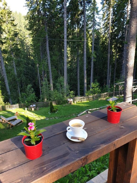 Pamporowo Bułgaria 2-pokojowy Apartament Green Life Family Apartments Pamporovo